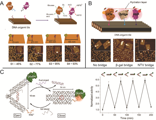 Research on spatial arrangement of biomolecular network