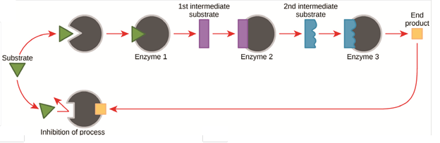 Biochemical regulatory circuits